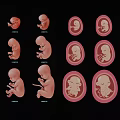 Educational Fetal Development Stages Wall Hanging Showing 6 8 10 Weeks Growth Stages