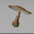 Brown Mushroom Close Up View With Broad Cap And Textured Stem On Dark Background