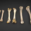 Orthopedic Medical Devices For Bone Anatomical Study And Surgical Training Tools