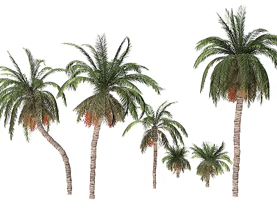 Various Sizes And Shapes Of Palm Trees With Green Fronds And Straight Curved Trunks 3d model