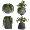 Bonsai Potted Plants In Black Ceramic Pots On Layered Stone Platforms With Hanging Greenery
