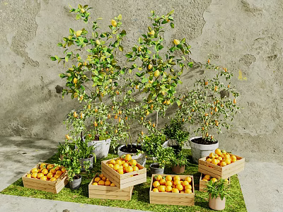 Potted Lemon Trees With Yellow Fruits In Wooden Crates On Green Grass And Gray Wall 3d model