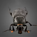 Black Flying Beetle with Orange Antenna Tips on Gray Background Closeup View