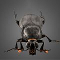 Modern Beetle 3d model