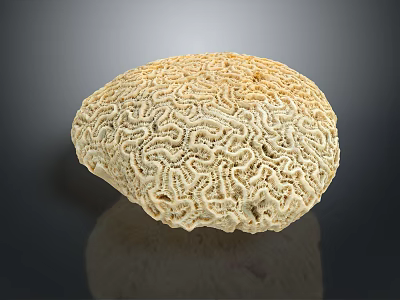 Pale Yellow Round Shaped Coral Polyps With Intricate Surface Patterns 3d model