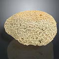 Pale Yellow Round Shaped Coral Polyps With Intricate Surface Patterns 3d model