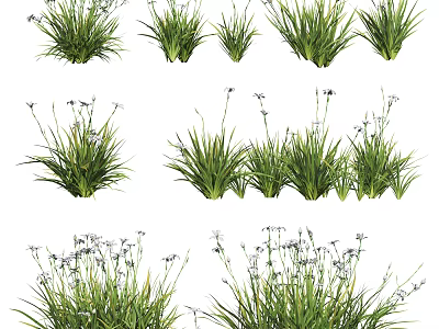 Green Grass With White Flowers In Natural Clumps For Garden Decoration 3d model