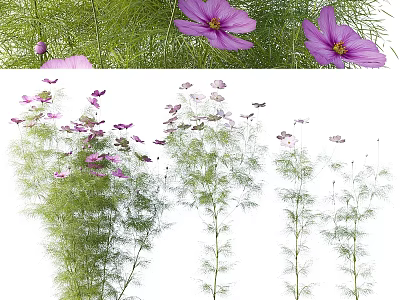 Beautiful Pink Flowers And Lush Green Grass In Natural Garden Plant 3d model