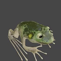 Green Frog Game Movie Character With Detailed Skin Texture And Natural Background