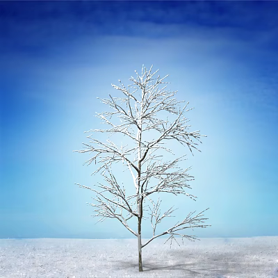 Bare Tree With Snow On Branches Against Beautiful Blue Sky In Winter 3d model
