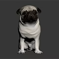 Cute Pug Dog Sitting On Reflective Surface With White And Black Coat Against Dark Background