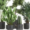 Various Green Leafy Potted Plants In Decorative Black Pots For Indoor Decoration