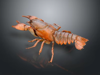 Detailed Orange Brown Crayfish with Claws and Segmented Body on Dark Background 3d model