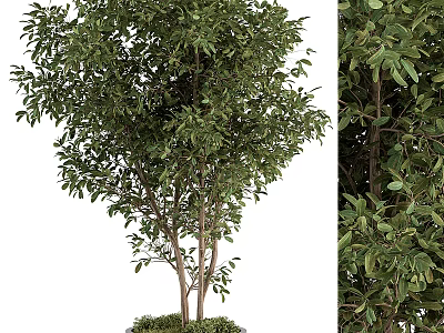 Lush Green Tree With Dense Foliage Strong Trunk And Healthy Branches 3d model