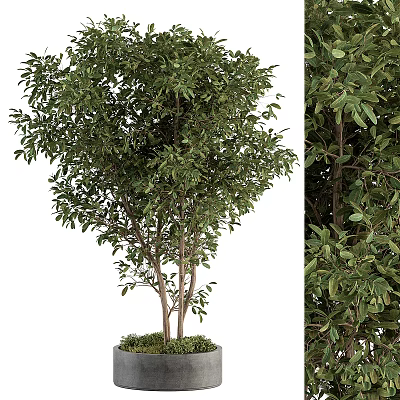 Lush Green Tree With Dense Foliage Strong Trunk And Healthy Branches 3d model