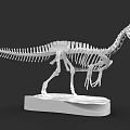 Reptile Dinosaur Skeleton Model Display On White Base With Detailed Bones