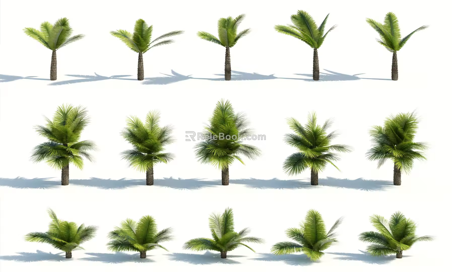 Modern Palm Tree 3d model
