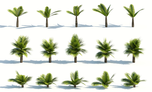 Modern Palm Tree 3d model