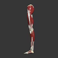 Human Leg Muscular Anatomy 3D Model Showing Detailed Muscle Tissue Structure
