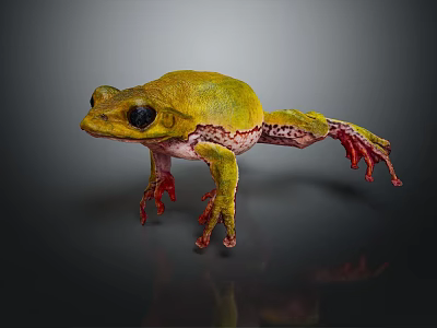 Vibrant Yellow Green Frog With Red Toes On Dark Background Reflection 3d model