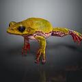 Vibrant Yellow Green Frog With Red Toes On Dark Background Reflection