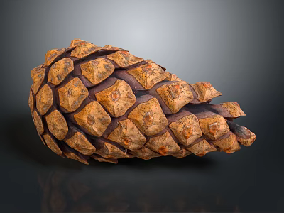 Natural Brown Pine Cone Studio Close Up With Detailed Scaly Surface Texture 3d model