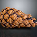 Natural Brown Pine Cone Studio Close Up With Detailed Scaly Surface Texture 3d model