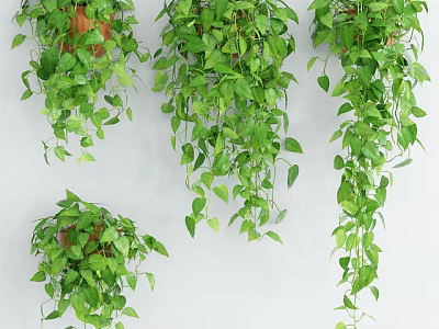 Lush Green Hanging Basket Plants For Indoor Wall Decor With Trailing Leaves 3d model