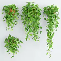 Lush Green Hanging Basket Plants For Indoor Wall Decor With Trailing Leaves