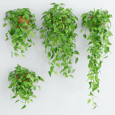 Lush Green Hanging Basket Plants For Indoor Wall Decor With Trailing Leaves 3d model