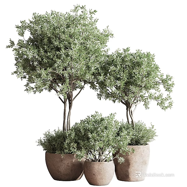 Indoor Decorative Bonsai Potted Plants With Lush Green Foliage In Decorative Pots 3d model 