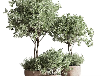 Indoor Decorative Bonsai Potted Plants With Lush Green Foliage In Decorative Pots 3d model