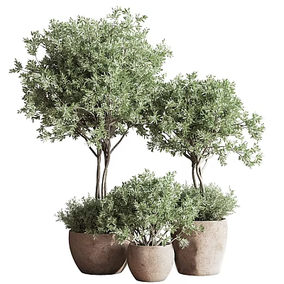 Indoor Decorative Bonsai Potted Plants With Lush Green Foliage In Decorative Pots 3d model