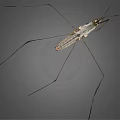 Water Strider Insect With Long Slender Legs And Brown Body On Gray Background