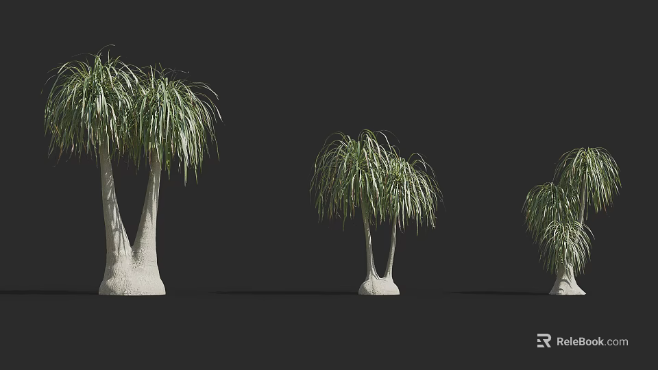 Three Arbors With White Trunks Long Drooping Green Leaves Against Dark Background 3d model 
