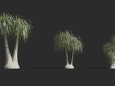 Three Arbors With White Trunks Long Drooping Green Leaves Against Dark Background 3d model