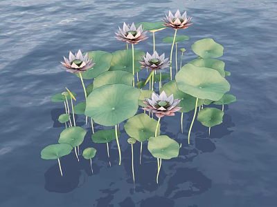 Blooming Lotus Flowers With Green Lily Pads Floating On Calm Water Surface 3d model