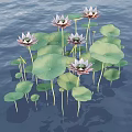 Blooming Lotus Flowers With Green Lily Pads Floating On Calm Water Surface