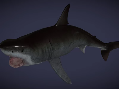 Large Gray Shark With Open Mouth And Sharp Fins In Deep Sea 3d model