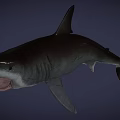 Large Gray Shark With Open Mouth And Sharp Fins In Deep Sea