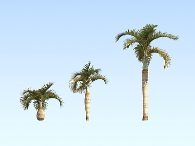 Modern Coconut Tree Wine Bottle Coconut 3d model