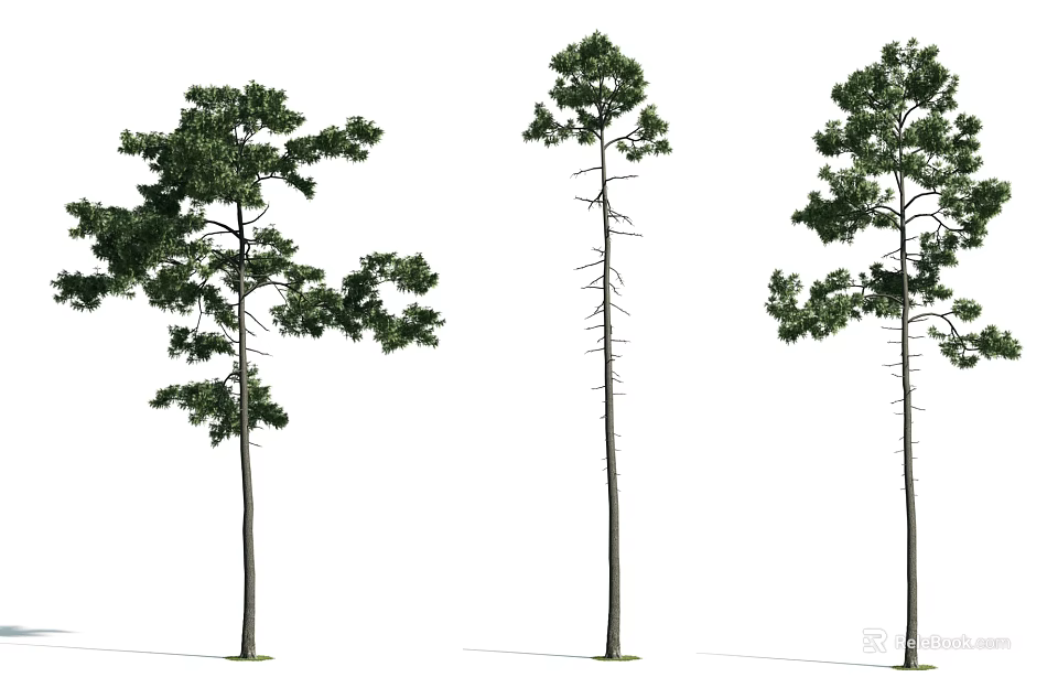 Three Arbor Trees Displaying Different Shapes Green Foliage And Tall Trunks 3d model 