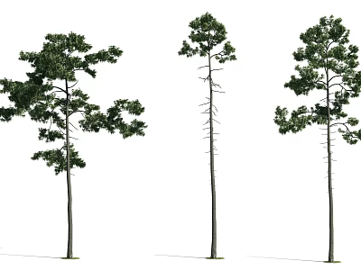 Three Arbor Trees Displaying Different Shapes Green Foliage And Tall Trunks 3d model