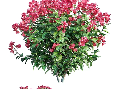 Vibrant Pink Flower Garden Ornament With Green Leaves And Lush Foliage 3d model