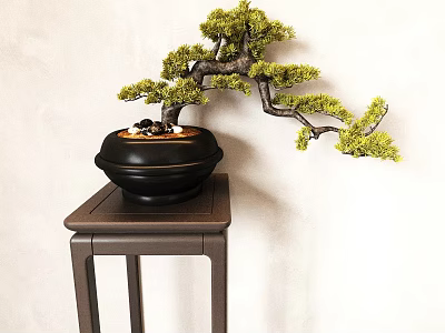 Bonsai Tree in Black Pot on Dark Wooden Stand Against Light Wall 3d model