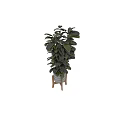 Decorative Plant Ornament With Large Shiny Dark Green Leaves White Planter Wooden Stand