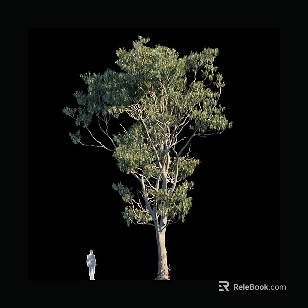 Tall Arbor with Green Leaves and Strong Trunk Person Standing Beside for Size Comparison 3d model 