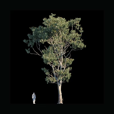 Tall Arbor with Green Leaves and Strong Trunk Person Standing Beside for Size Comparison 3d model