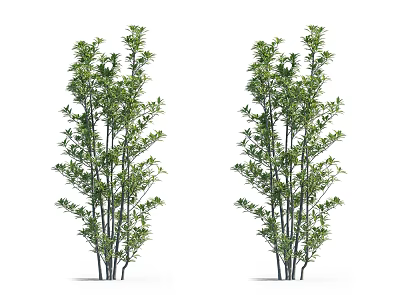 Decorative Two Arbor Trees with Green Leaves and Black Trunks Against White Background 3d model