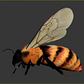 Detailed Realistic Bee with Orange Black Body and Transparent Textured Wings on Dark Background